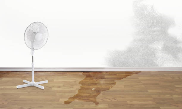 Best Professional water damage repair  in Clinton, TN